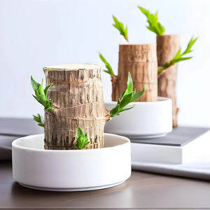 Lucky Brazilian Wood Plant Home