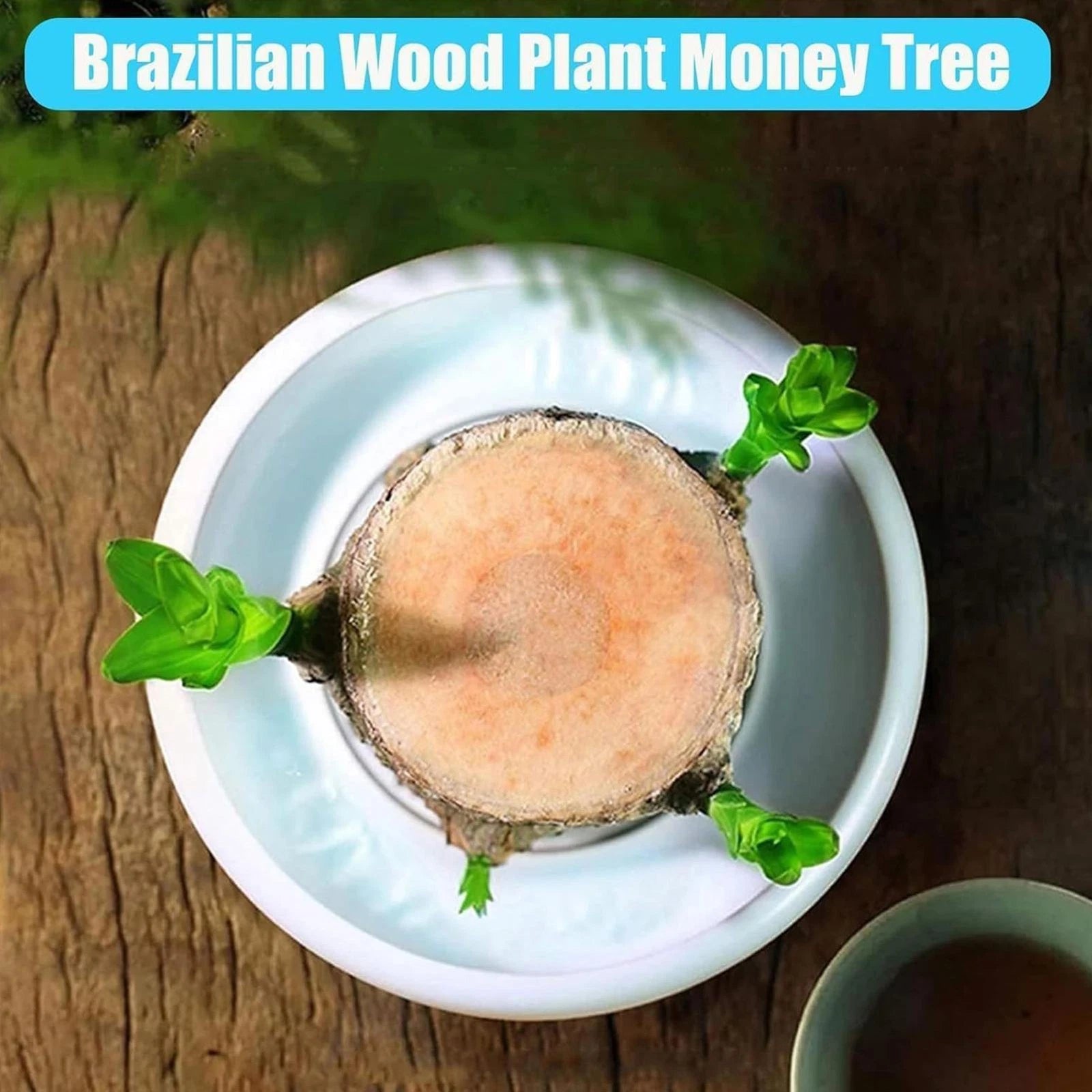 Lucky Brazilian Wood Plant Home
