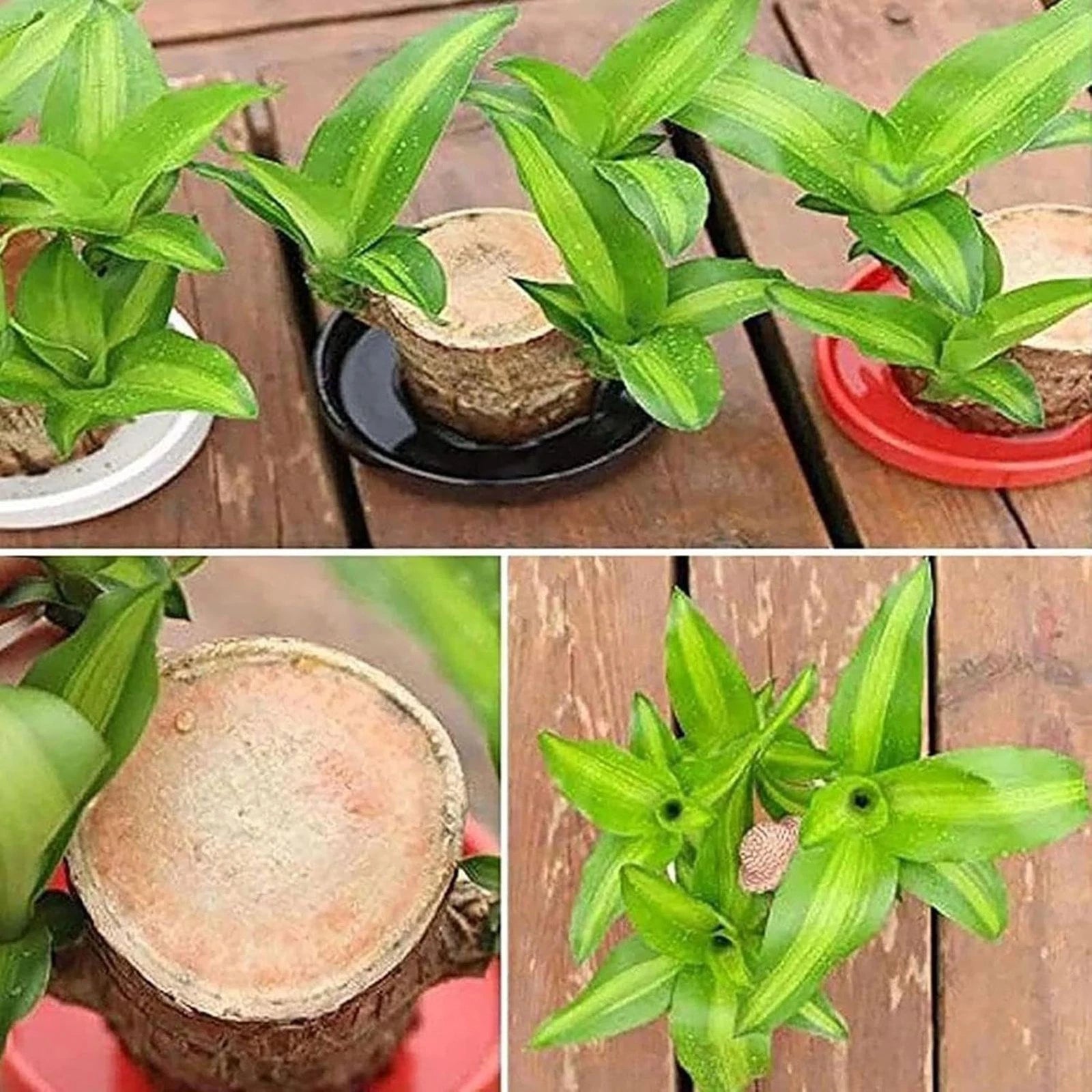 Lucky Brazilian Wood Plant Home